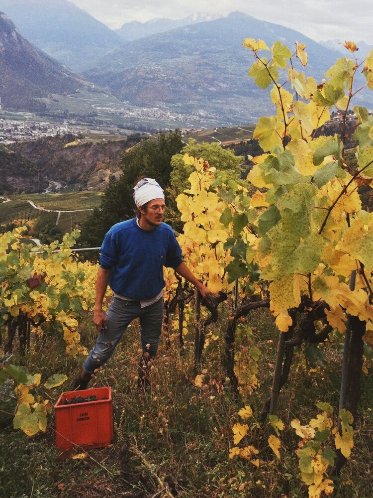 Weinbau Grob